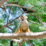 Monkey House VIP Experience with 4 species of monkeys, Punta Cana - Considerations About Pricing