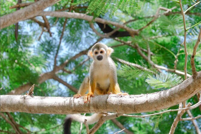 Monkey House VIP Experience with 4 species of monkeys, Punta Cana - Considerations About Pricing