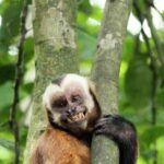 Monkey Island + Lake Sandoval + Tapir trail hike 3D/2N - Who Would Love This Tour?