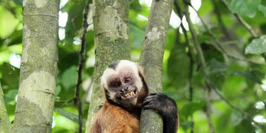 Monkey Island + Lake Sandoval + Tapir trail hike 3D/2N - Who Would Love This Tour?