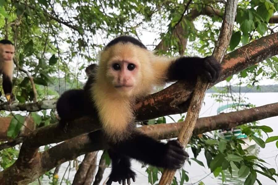 monkey island private tour - The Deep Dive: What to Expect from the Monkey Island Private Tour
