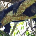 Monkey River Tour From Placencia - Exploring Belize’s Monkey River: A Deep Dive