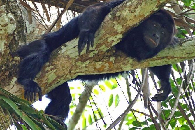 Monkey River Tour From Placencia - Exploring Belize’s Monkey River: A Deep Dive