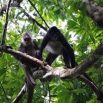 Monkey River Wildlife Encounters and Manatee Watch - The Experience’s Value: Is It Worth It?