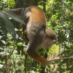 Monkey tour from Amber cove Y Taino bay Puerto Plata - Practical Details and Tips
