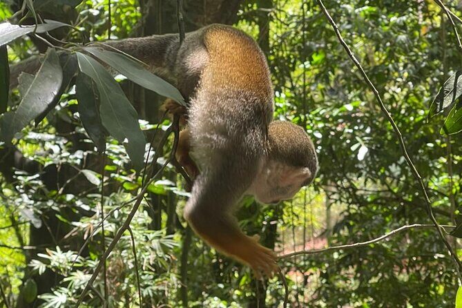 Monkey tour from Amber cove Y Taino bay Puerto Plata - Practical Details and Tips