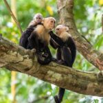 Monkey Tour With Local Cuisine - A Deep Dive into the Monkey Jungle Tour