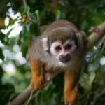 Monkeyland and Zipline Adventure from Puerto Plata - Authentic Experiences and Honest Reviews