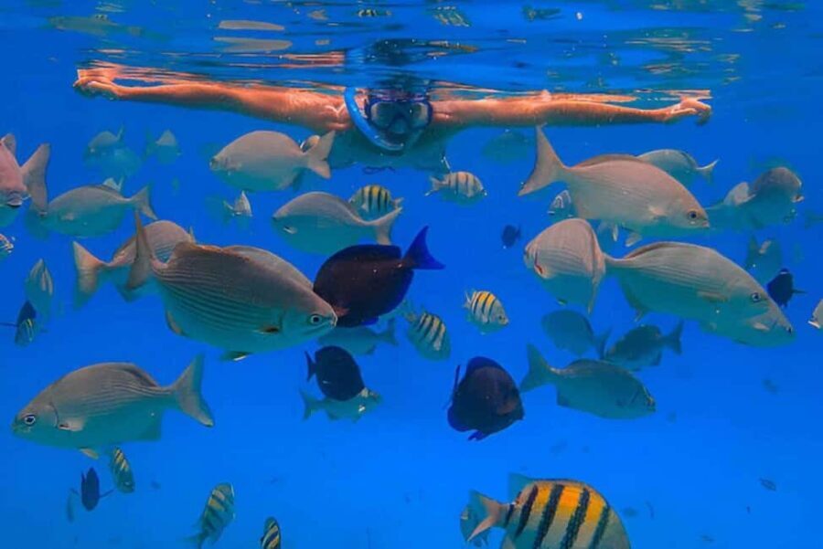 Monkeys and Snorkel Adventure in Sosúa, Puerto Plata - Final Thoughts