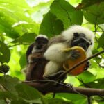 Monkeys Creek: An Extreme Tropical Forest Hiking Adventure - Final Thoughts: Who Should Consider This Tour?