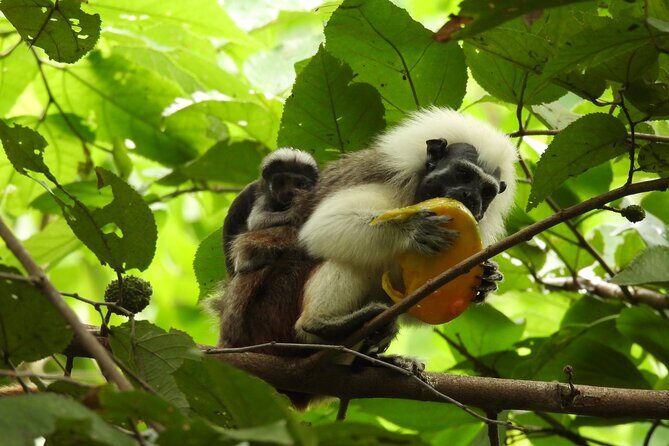 Monkeys Creek: An Extreme Tropical Forest Hiking Adventure - Final Thoughts: Who Should Consider This Tour?