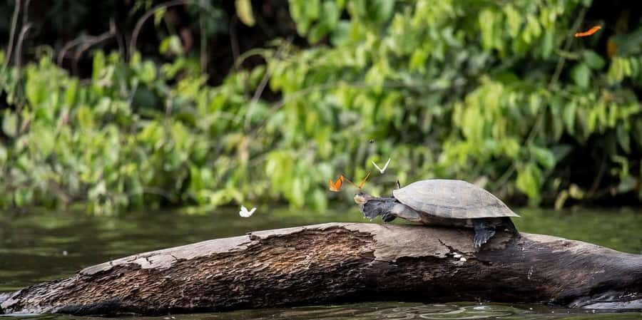 MONKEY´S EXCURSION 2D/1N - Authentic Experiences and Worthwhile Highlights