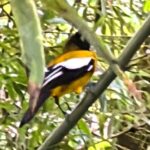 Montego Bay Bird Sancturary with Stunning Ocean Views - Final Reflections: Is It Worth It?