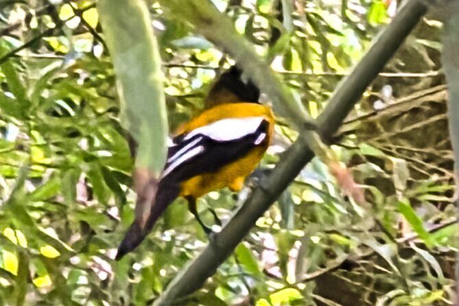 Montego Bay Bird Sancturary with Stunning Ocean Views - Final Reflections: Is It Worth It?