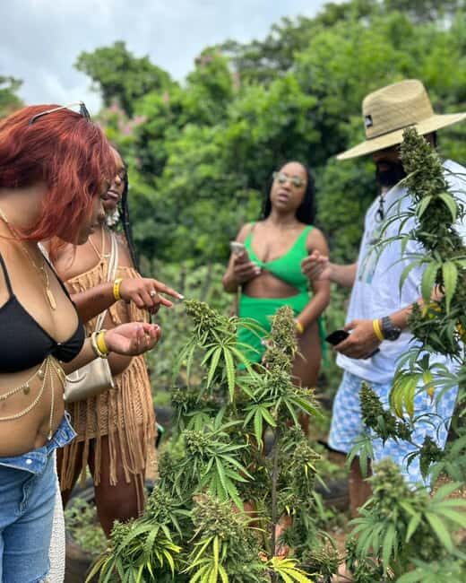 Montego Bay: Cannabis Farm, Bamboo Rafting, & Foot Massage - An In-Depth Look at the Montego Bay Experience