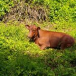 MONTEGO BAY City Highlights Tour - FAQs