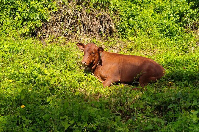 MONTEGO BAY City Highlights Tour - FAQs