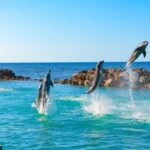 Montego Bay: Dolphin Cove Ocho Rios Day Trip with Transfers - How the Itinerary Unfolds