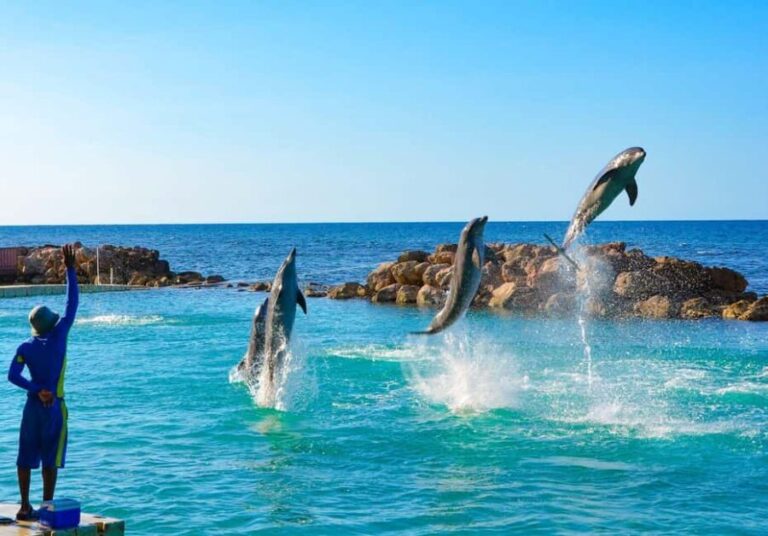 Montego Bay: Dolphin Cove Ocho Rios Day Trip with Transfers - How the Itinerary Unfolds
