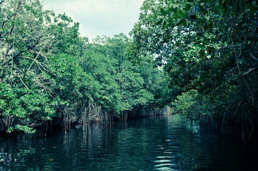 Montego Bay: Half-Day Black River Safari - What Makes This Tour Stand Out