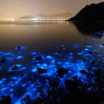 Montego Bay: Luminous Lagoon Night Tour by Boat - FAQs