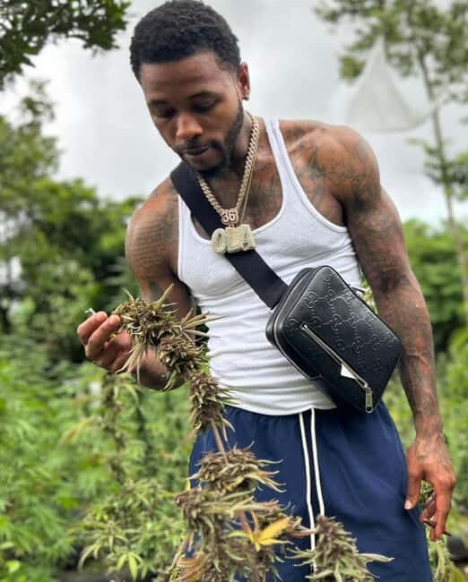 Montego Bay Marijuana Farm Private Tour - A Detailed Look at the Montego Bay Marijuana Farm Private Tour