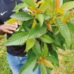 Montego Bay: The Great Kids Quest to the South Coast - What Travelers Commonly Praise