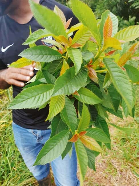 Montego Bay: The Great Kids Quest to the South Coast - What Travelers Commonly Praise