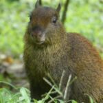 Monteverde Birdwatching and wildlife tour full day - Who Would Enjoy This Tour?