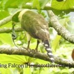 Monteverde Birdwatching Guided Tour - Who Will Love This Tour?