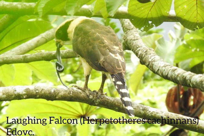 Monteverde Birdwatching Guided Tour - Who Will Love This Tour?
