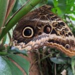Monteverde Butterfly Gardens Tour - A Deep Dive into the Monteverde Butterfly Gardens Experience