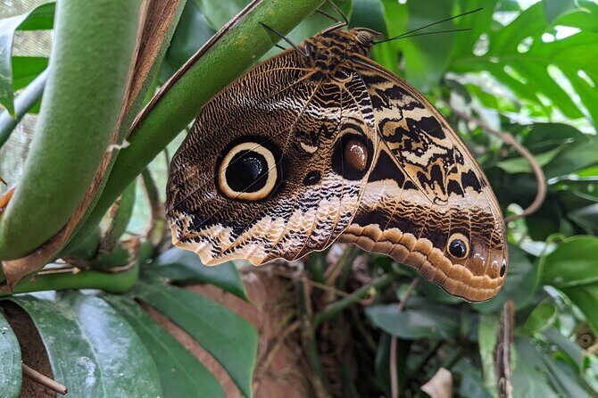 Monteverde Butterfly Gardens Tour - A Deep Dive into the Monteverde Butterfly Gardens Experience