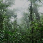 Monteverde Cloud Forest and Coffee Tour Shore Excursion - Why This Tour Works Well