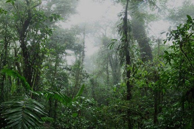 Monteverde Cloud Forest and Coffee Tour Shore Excursion - Why This Tour Works Well