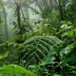 Monteverde Cloud Forest and Hanging Bridges in Selvatura Tour from San Jose - Authenticity and Value