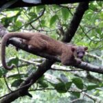 Monteverde Cloud Forest Guided Night Walk - A Deep Dive into the Monteverde Night Walk