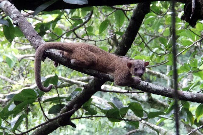 Monteverde Cloud Forest Guided Night Walk - A Deep Dive into the Monteverde Night Walk
