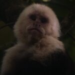 Monteverde Cloud Forest semi-private Tour - Who This Tour Is Best For