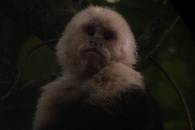 Monteverde Cloud Forest semi-private Tour - Who This Tour Is Best For