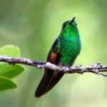 Monteverde Cloud Forest Tour - Frequently Asked Questions