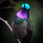 Monteverde Cloud Forest Tour - Why the Monteverde Cloud Forest Tour is a Must-Do