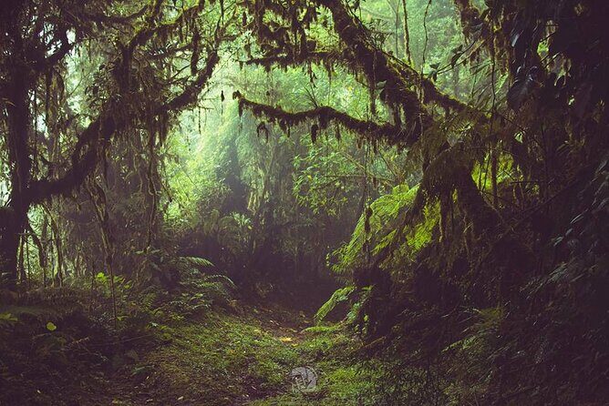 Monteverde Cloud Forest Tour - The Sum Up: Is It Worth It?