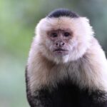 Monteverde Cloud Forest Tour - The Value of a Guided Cloud Forest Walk