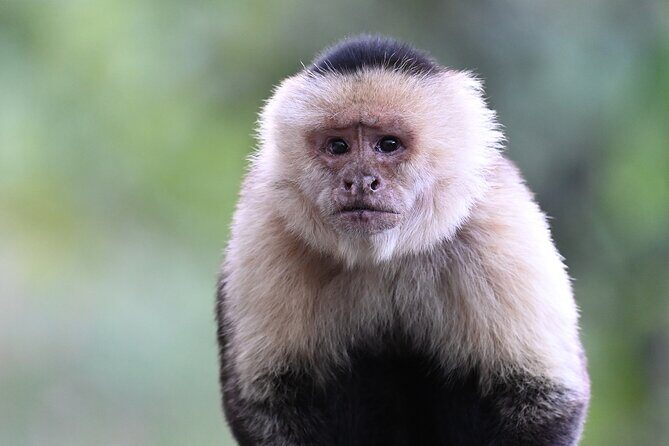 Monteverde Cloud Forest Tour - The Value of a Guided Cloud Forest Walk