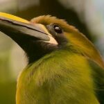 Monteverde Full Day Birding Expedition - The Value of the Experience