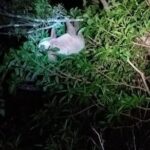 Monteverde Night Tour: Glass Frogs, lateralis, Sloths & Jungle - Frequently Asked Questions