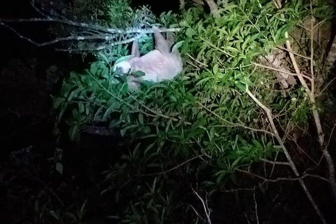 Monteverde Night Tour: Glass Frogs, lateralis, Sloths & Jungle - Frequently Asked Questions