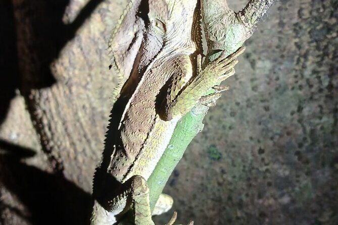 Monteverde Night Tour in the Forests - Detailed Review of the Monteverde Night Tour Experience