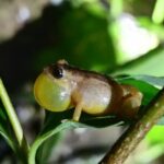 Monteverde Night Tour Unique Experience - The Itinerary: What to Expect at Each Step